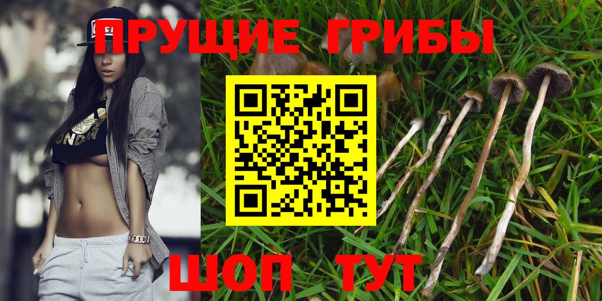 Псилоцибиновые грибы Psilocybe Балтийск
