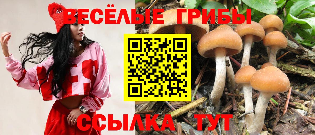 Псилоцибиновые грибы GOLDEN TEACHER  Балтийск 